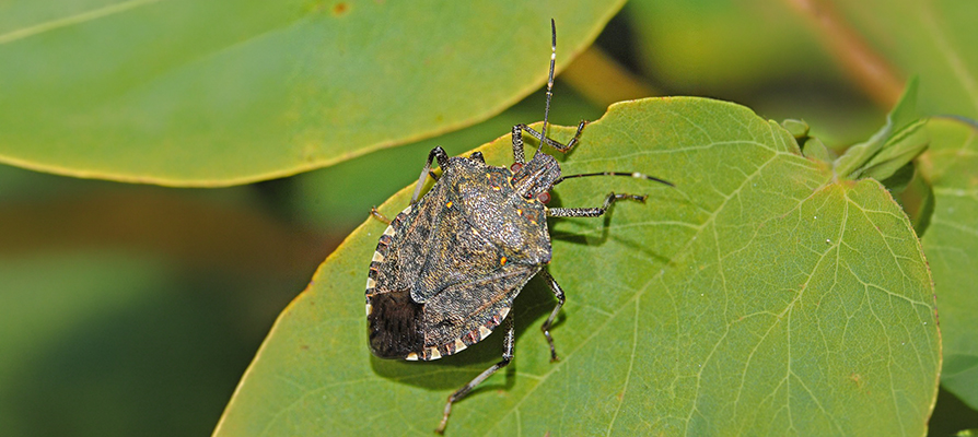 Greater fumigation required for Australia - EUROMOVERS